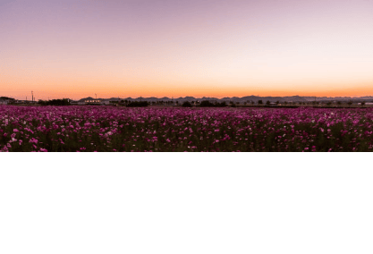 在vivo投放美女直播广告怎么样？有什么广告政策？