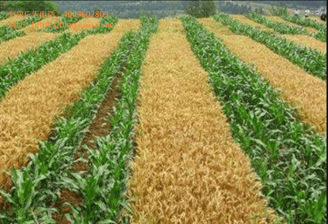 必应搜索广告流程出海企业的“助推剂” 搜索引擎广告投放指南