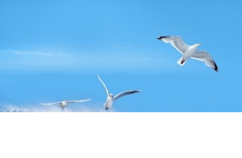 哪些公司有网易广告的投放?用户对你的广告就越感兴趣。