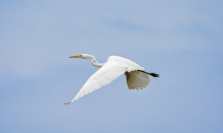 雅虎信息流推广怎么做？雅虎现在跑卖车成本多少？