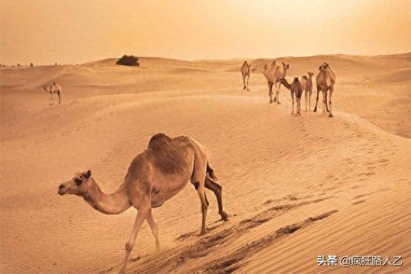 抖音最火的音乐有哪些（当前最流行歌曲排行榜分享）