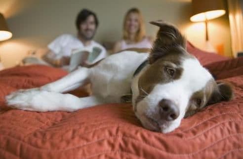 原来狗子喜欢睡觉的地方,跟主人的“亲密度”挂钩