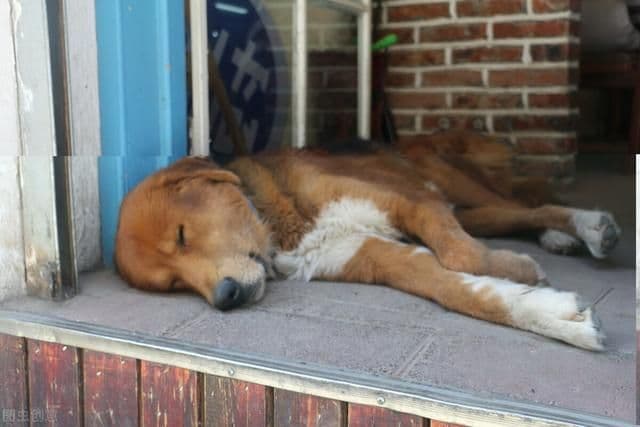 原来狗子喜欢睡觉的地方,跟主人的“亲密度”挂钩