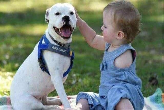 原来狗子喜欢睡觉的地方,跟主人的“亲密度”挂钩