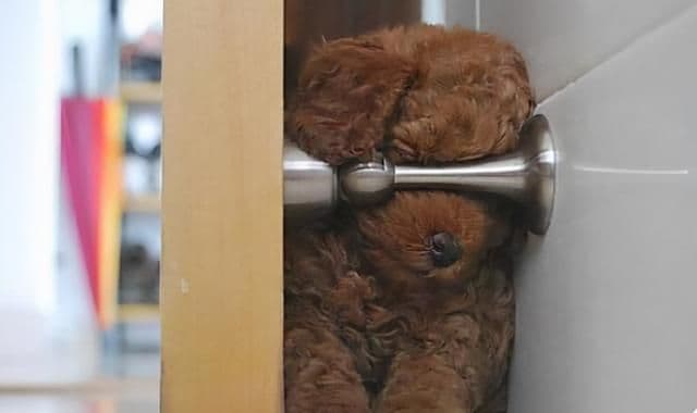 原来狗子喜欢睡觉的地方,跟主人的“亲密度”挂钩