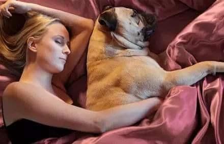 原来狗子喜欢睡觉的地方,跟主人的“亲密度”挂钩